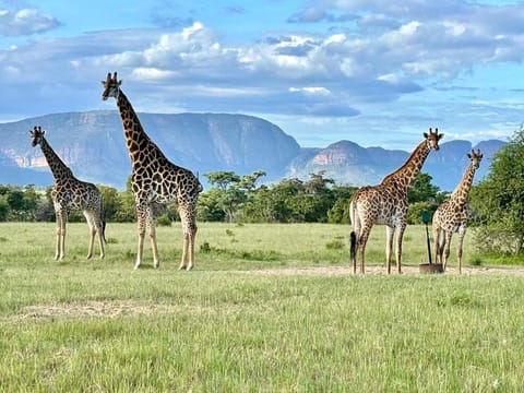 Natural landscape, Animals