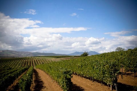 Activities, Billiard, Children play ground, Darts, Fishing, Golfcourse, Horse-riding, Minigolf, Table tennis, Aqua park, Tennis court, Hiking, Cycling, Evening entertainment, Sports, Entertainment