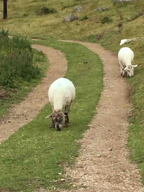 Natural landscape, Animals, On site