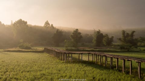Natural landscape, Garden, Sunrise