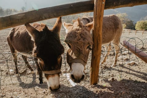 Agriturismo Le Piagge Farm Stay in Liguria