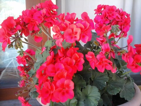 Affittacamere Valverde di Naitana Rita Bed and Breakfast in Sardinia