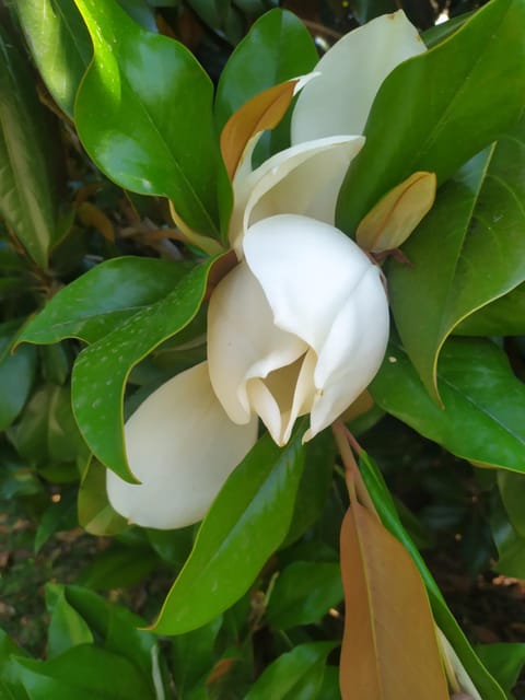 Spring