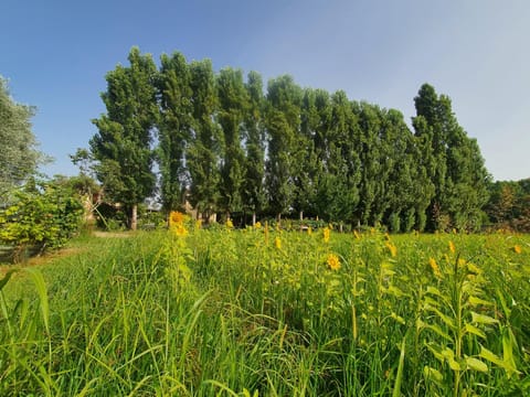 Day, Natural landscape, Garden, Garden view
