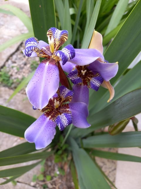 Itaúna saquarema beach house House in Saquarema