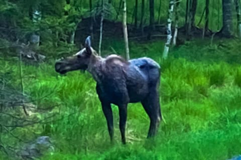 Mooseleuk Lodge House in Beaver Cove
