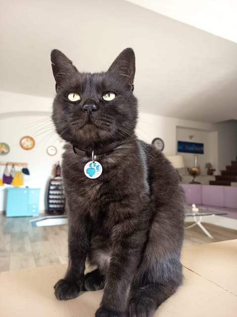 Lobby or reception, Pets