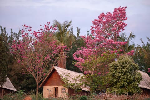 Spring, Natural landscape, Garden, Garden view