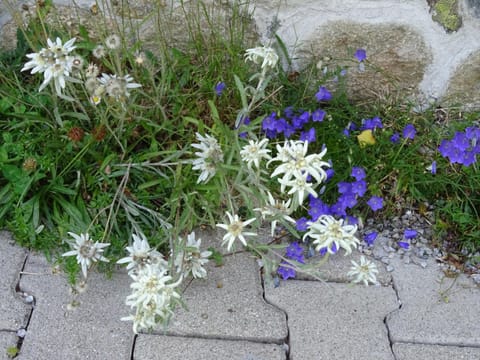 Ferienwohnung Traudl Singer Apartment in Innsbruck