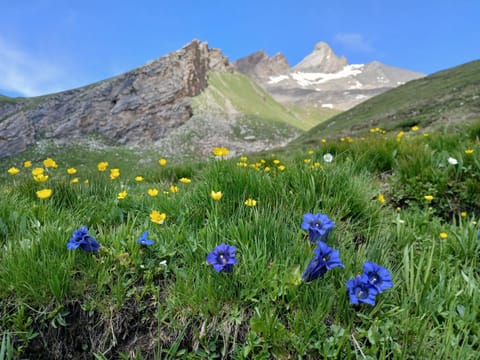 Mountain view