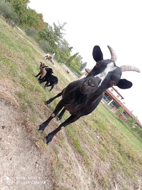 Agriturismo Corte Maccini Farm Stay in Veneto