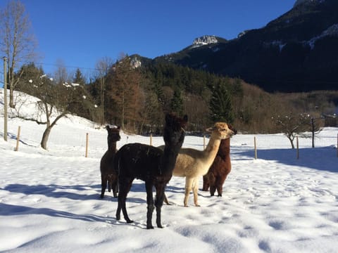 Alpaka-Hof Landinger Apartment in Aschau im Chiemgau