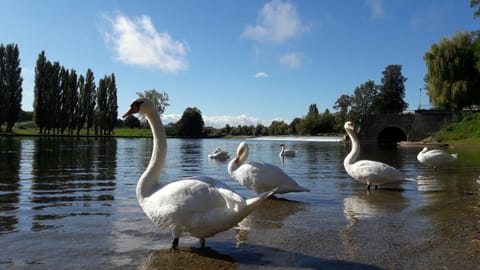 Natural landscape, Animals, River view