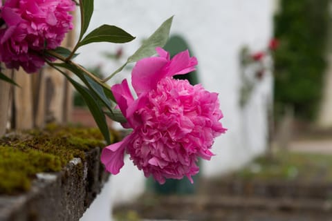 Zum-Goldenen-Schaf Apartment in Ahrweiler