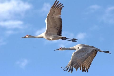 Animals