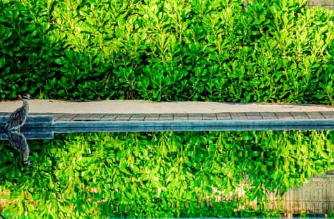 Natural landscape, Garden, Garden, Garden view