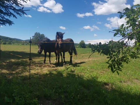 Apartments Tratinčica Bed and Breakfast in Plitvice Lakes Park