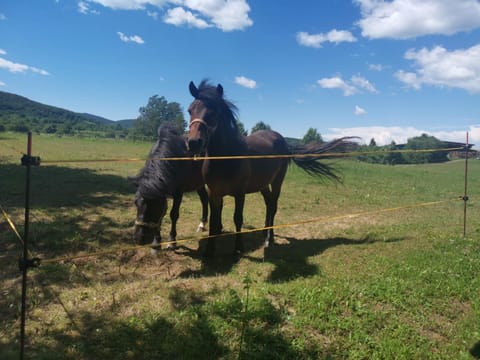Apartments Tratinčica Bed and Breakfast in Plitvice Lakes Park