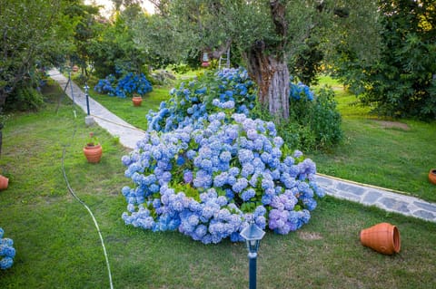 Spring, Garden, Garden view