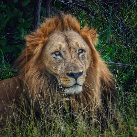 Animals