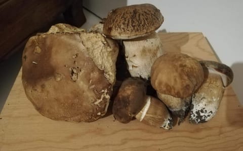 RIVAROLA House in Emilia-Romagna