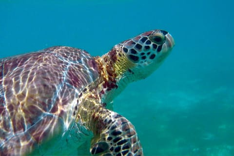 Snorkeling, Animals
