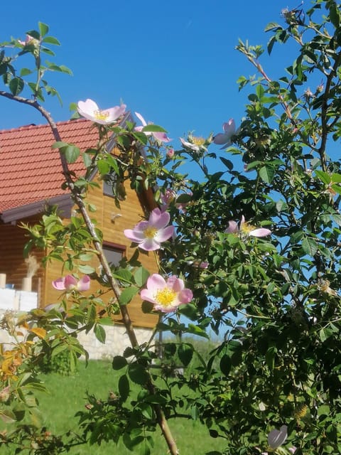 Property building, Garden, Garden view, Area and facilities