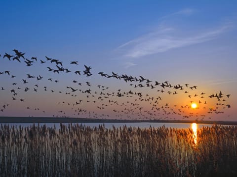 Vogelzug, Ferienwohnung für 4 Persoen - Erwachsene oder Kinder - in DE FEERJENHUSEN am Haubarg von Vollerwiek, Fertigstellung April 2020 Apartment in Nordfriesland