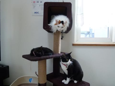 Pets