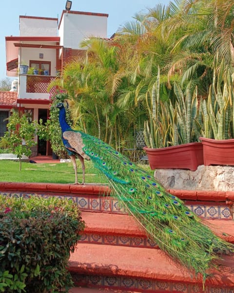 Posada Los Alcatraces Hotel in Atlixco