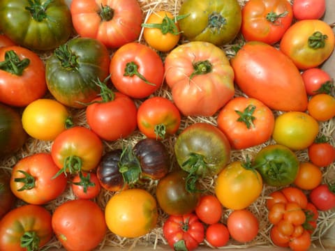 Garden, Dinner