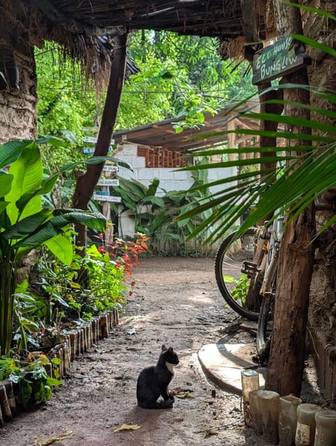 Garden, Pets, Garden view