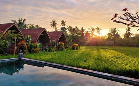 Natural landscape, Garden view, Sunrise