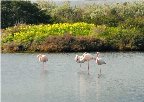 La Casa di Sara House in Pula