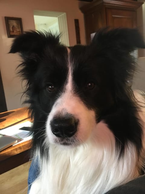 B&B De Notelaar Bed and Breakfast in Wallonia, Belgium