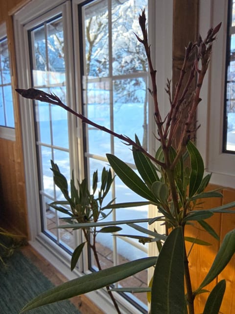 Ferienwohnung Schmidt - Natur und Ruhe Apartment in Tyrol