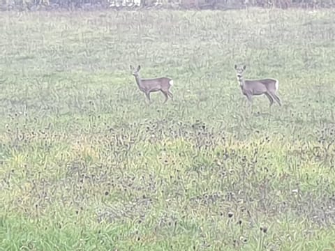 Appartamento Serenella Apartment in Emilia-Romagna