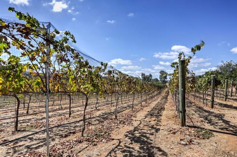 Escondido Vineyard Estate Walk to Wineries! House in San Pasqual Valley