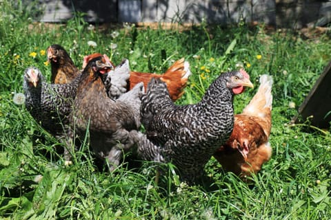 Appartementhaus Berger Apartment in Salzburgerland