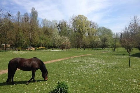 Garden, Animals