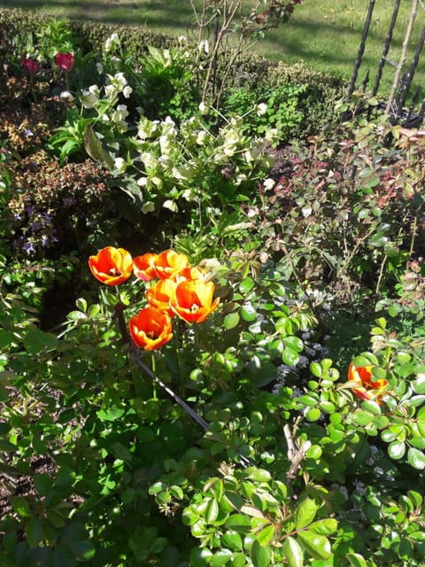 Lavendel Apartment in Mecklenburg-Vorpommern, Germany