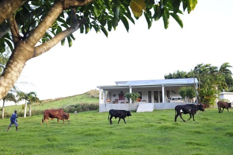 Animals