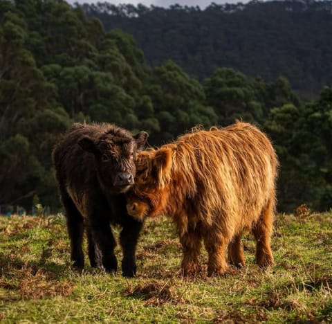 Ruby's Cottage Farm Stay Farm Stay in Port Arthur