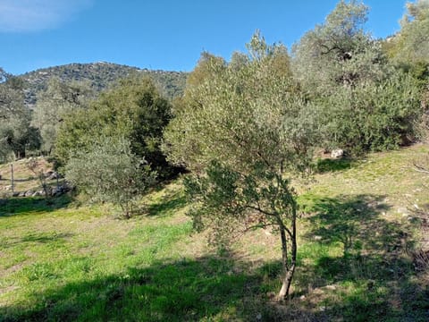 Natural landscape, Garden