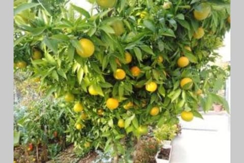 Family House Nino Apartment in Šibenik-Knin County, Croatia