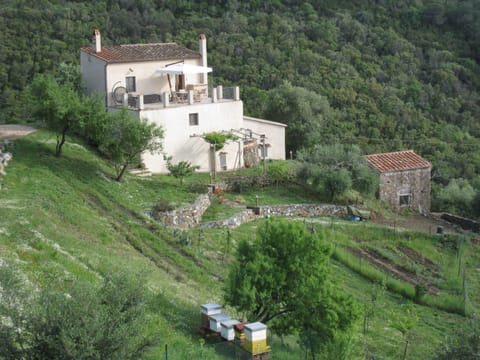 Garden, Garden view, Mountain view