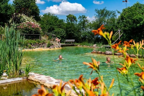 Garden, Guests, Swimming pool