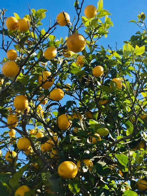 Garden, Food, Garden view