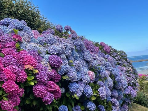 Maisonnette, Résidence les gîtes de Trestel House in Trévou-Tréguignec