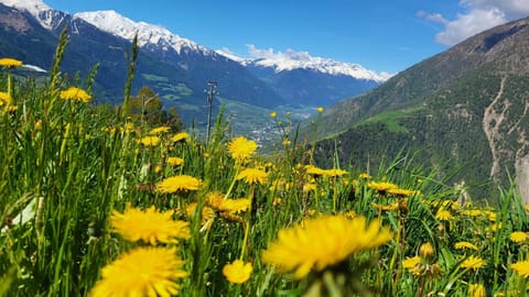 Chalet Kornkammer Patleidhof House in Trentino-South Tyrol